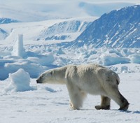 Polar bear